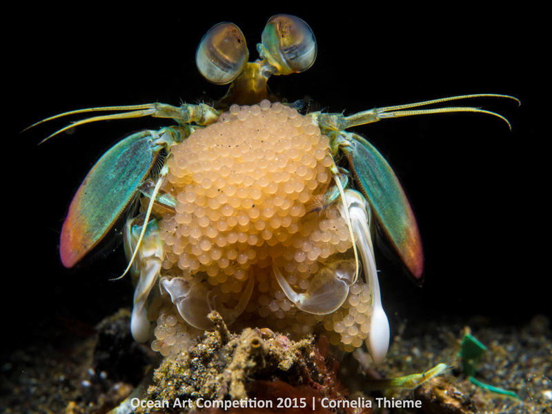 Illustration for article titled These Photos Show the Alien Beauty of Life Underwater
